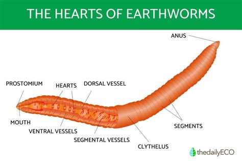 Do earthworms have 9 hearts?